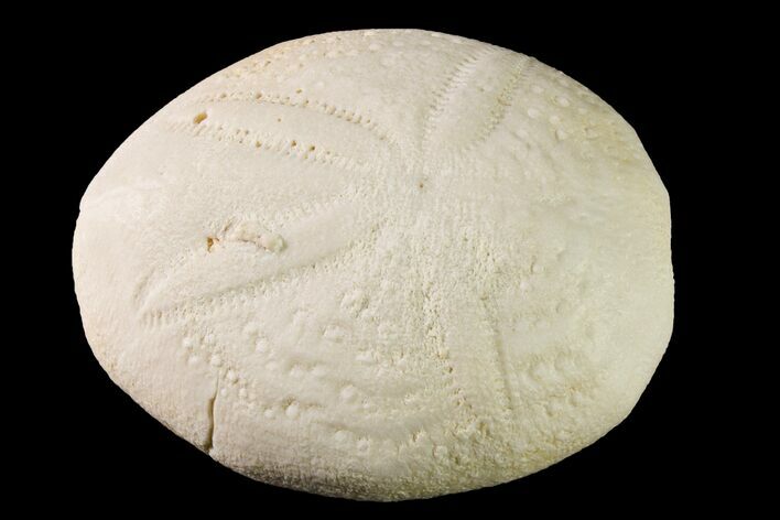 Fossil Sea Urchin (Eupatagus) - Florida #161286